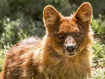 Soirée nocturne au parc animalier